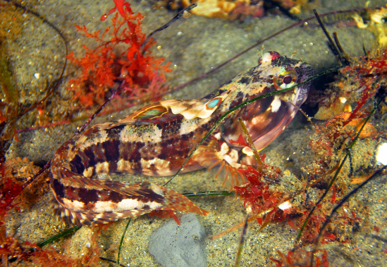 Sarcastic Fringehead