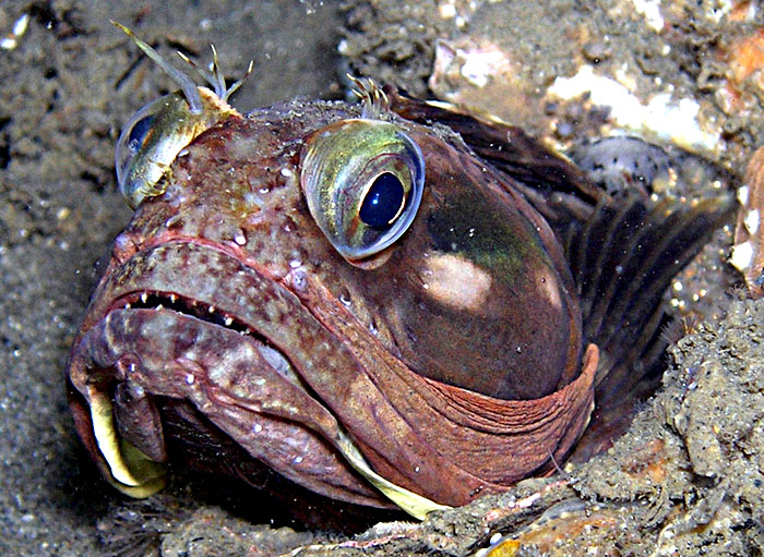 Sarcastic Fringehead