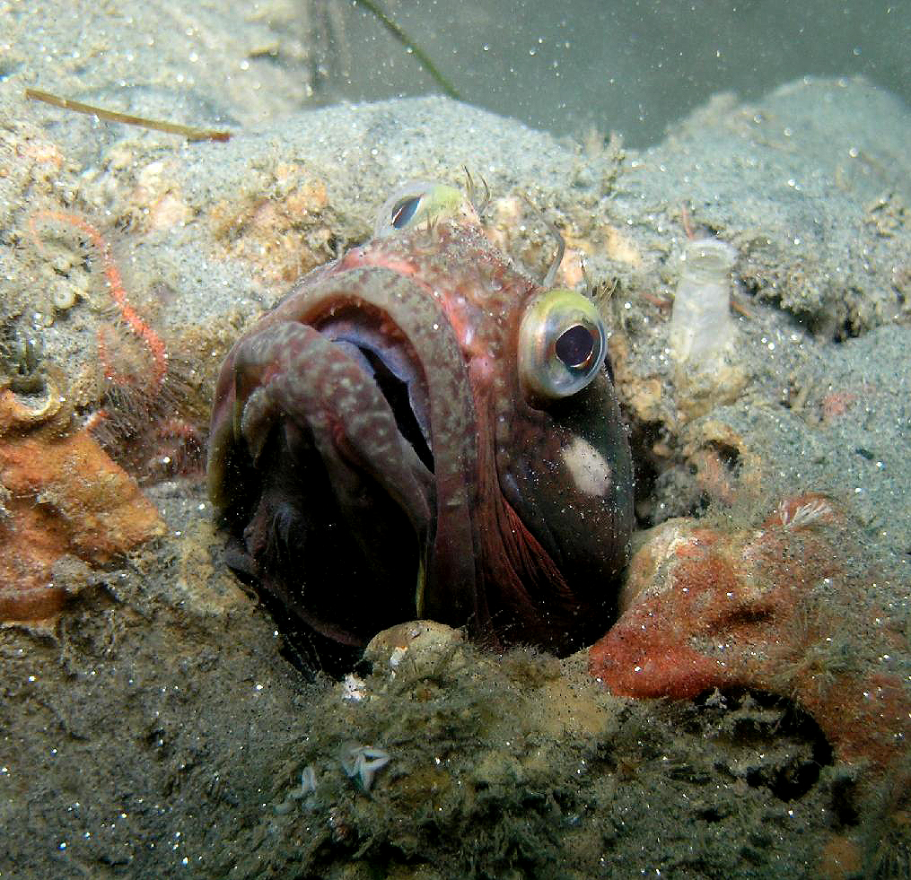 Sarcastic Fringehead