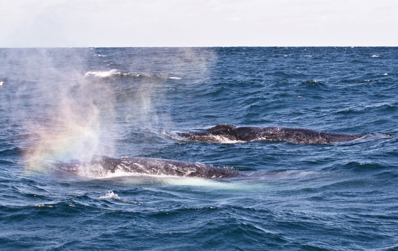 Sardine Run