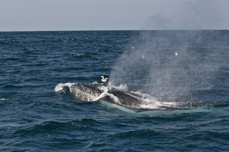 Sardine Run