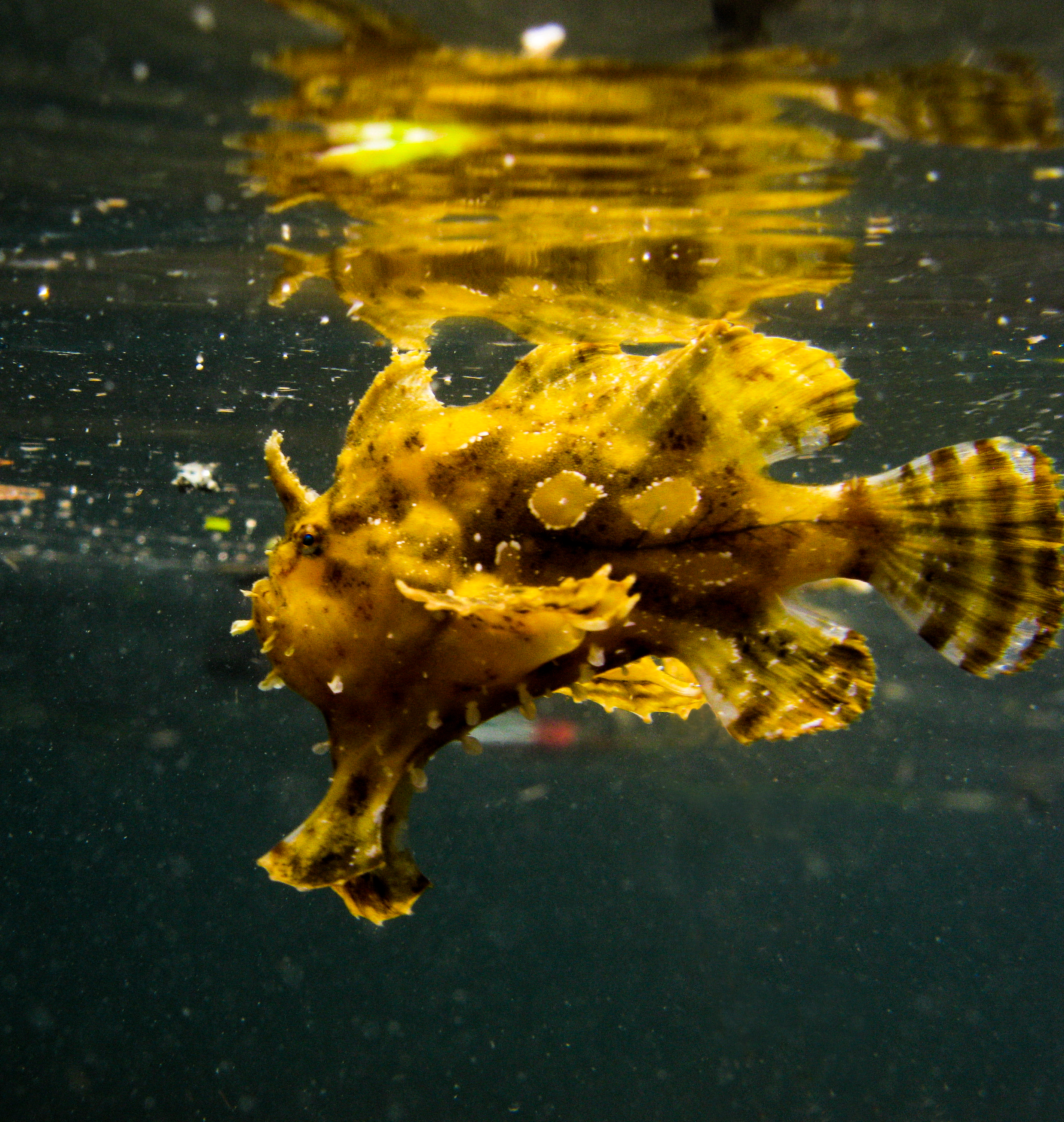 Sargassum Frogfish