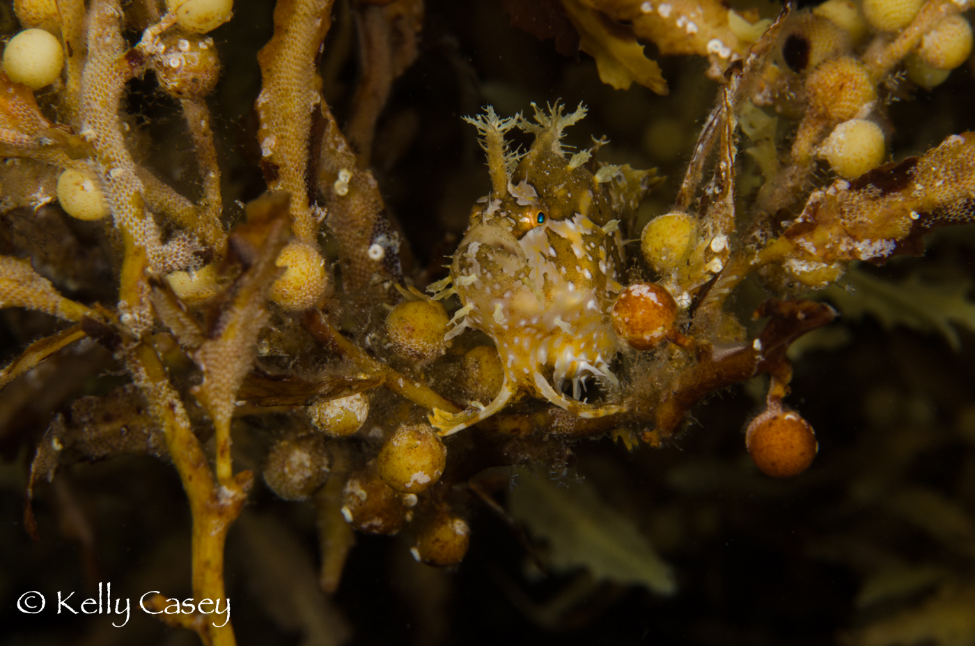 Sargassum Star