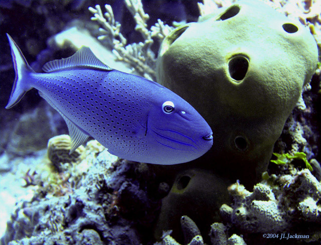 Sargassum Triggerfish & Hippo :)