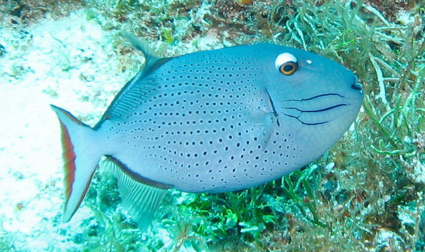 Sargassum Triggerfish