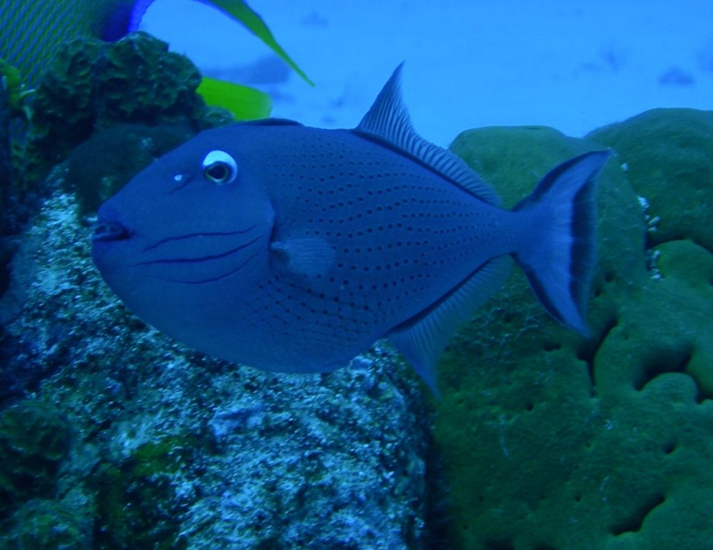 Sargassum_Triggerfish