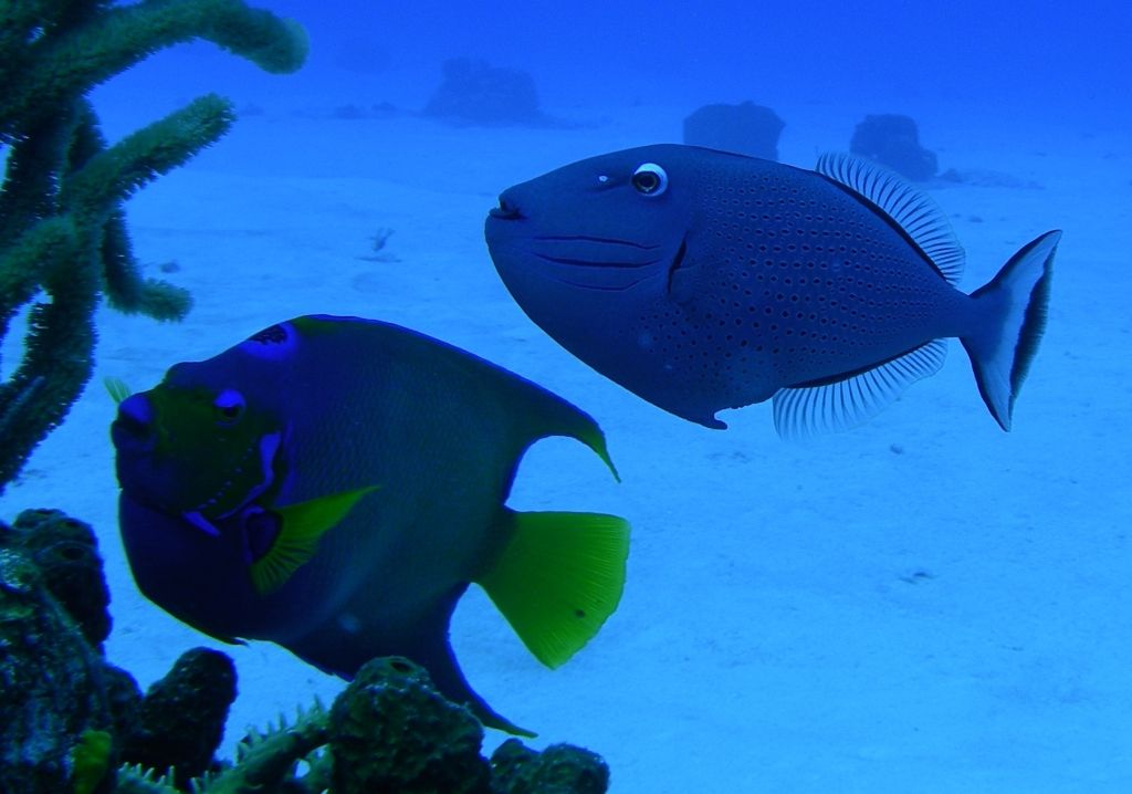 Sargassum_Triggerfish2