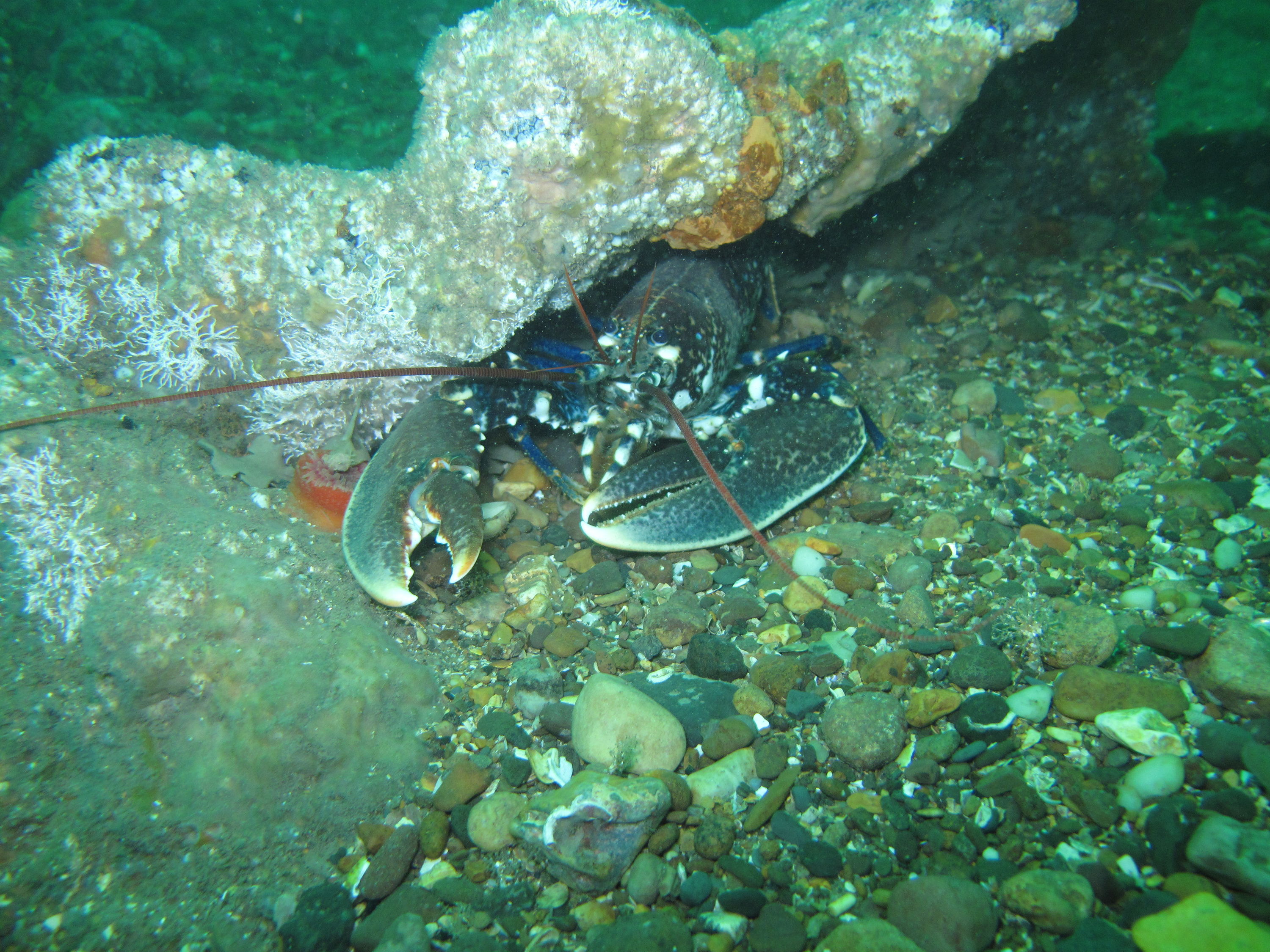 saturday nights lobster supper