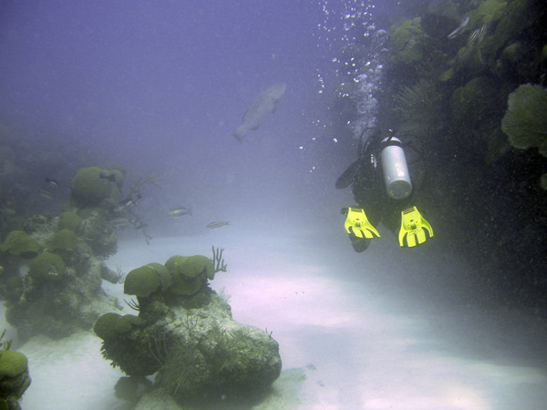 Say Cheese Mr. Grouper