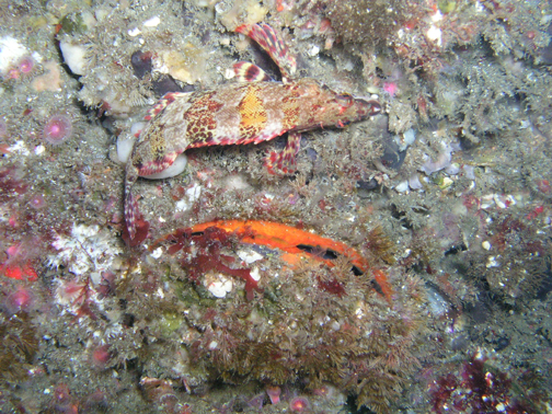 Scallop & Hiding friend