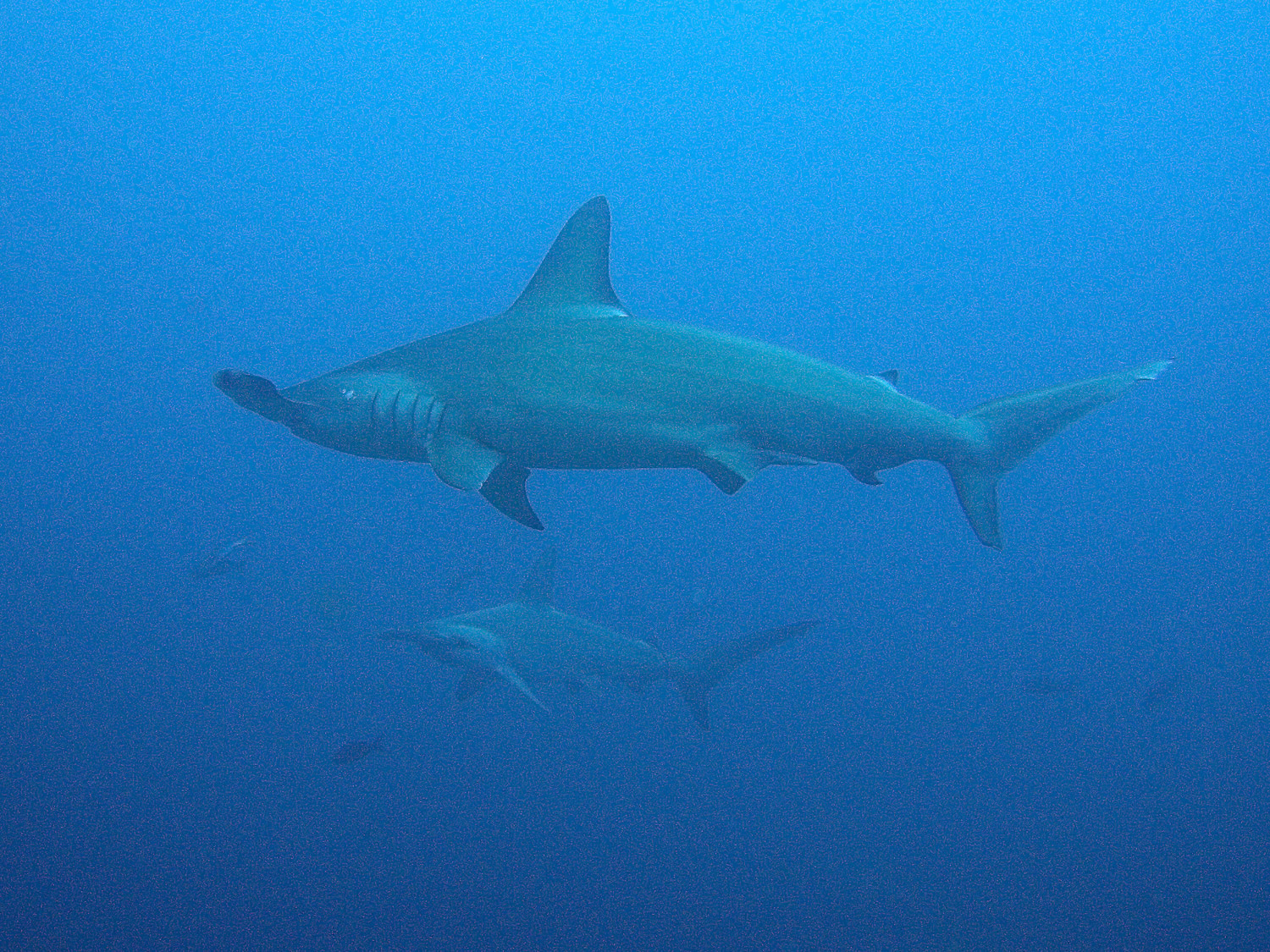 Scalloped Hammerhead Sharks