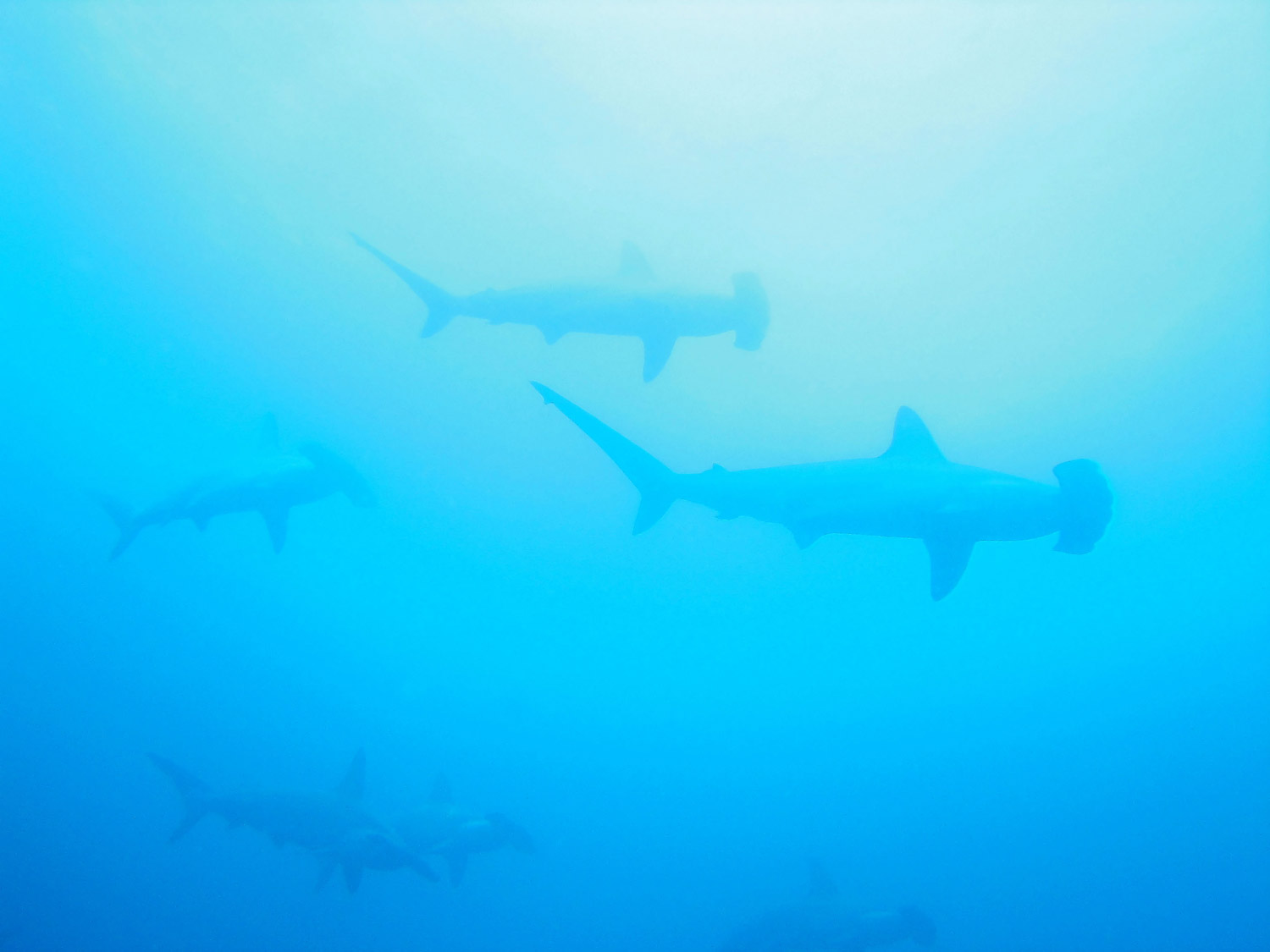 Scalloped Hammerhead Sharks