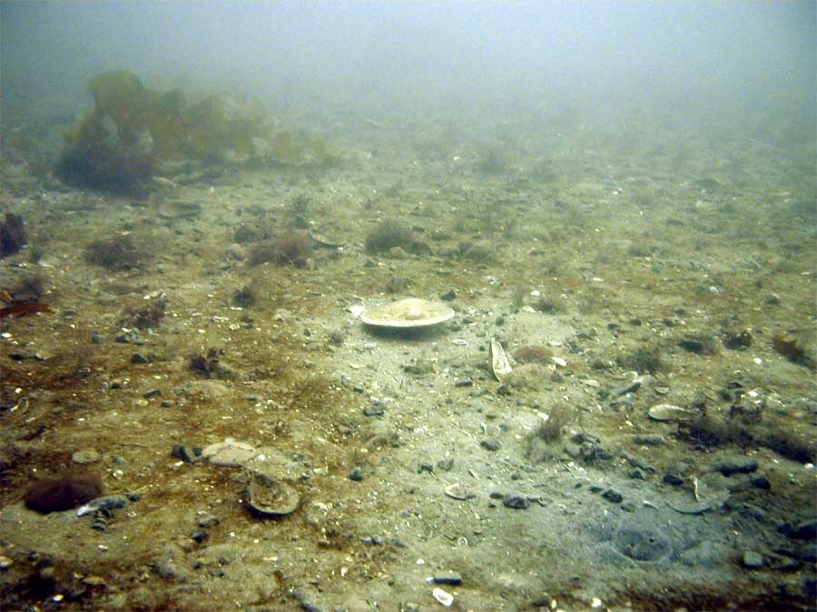 Scalloping