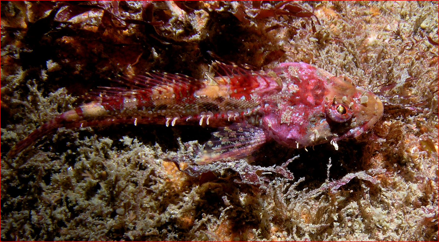 Scalyhead Sculpin