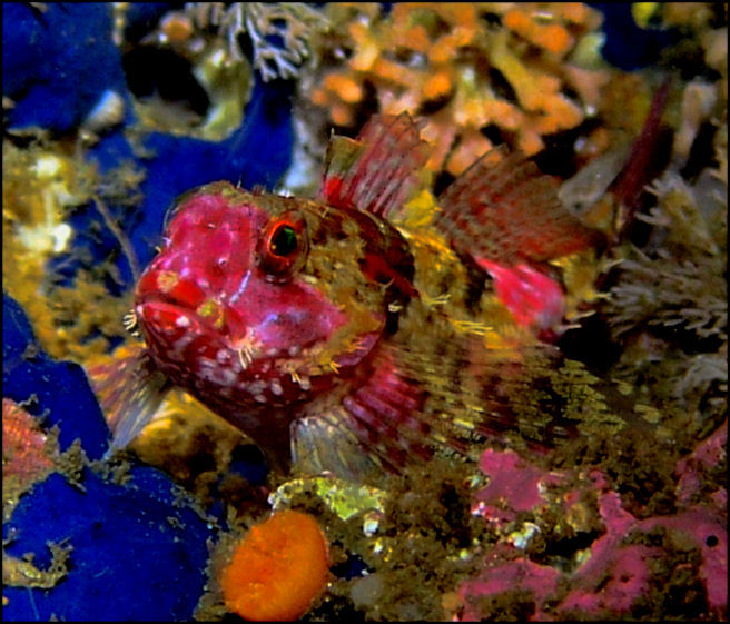 Scalyhead (?) sculpin