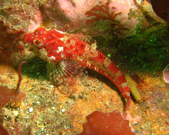 Scalyhead Sculpin