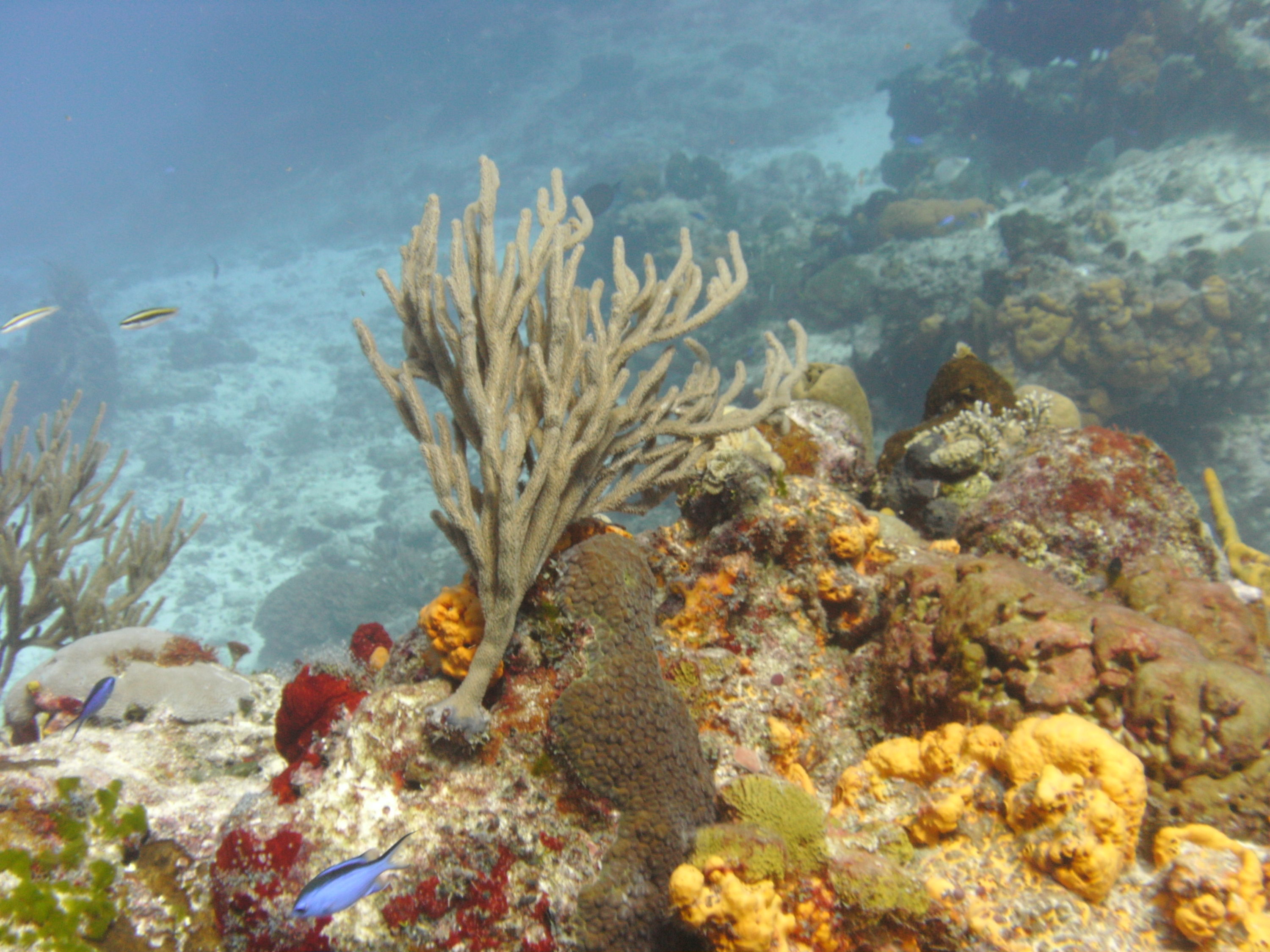 Scattered Pore Rope Sponge (Cozumel 2012)