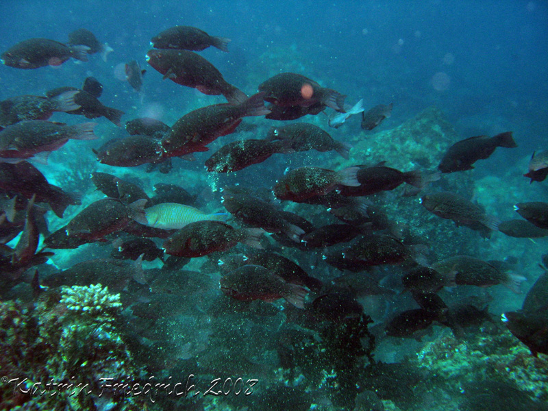 Schlegels parrotfish
