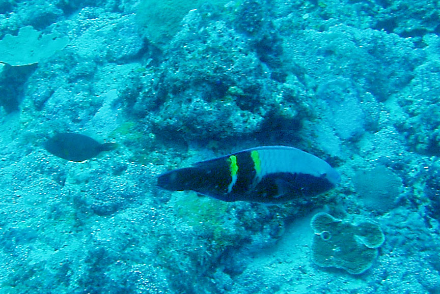 Schlegel's Parrotfish