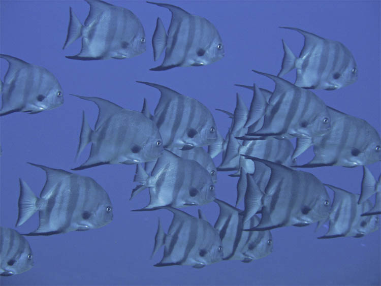 School of atlantic spadefish