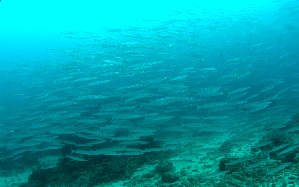 School of baracuda