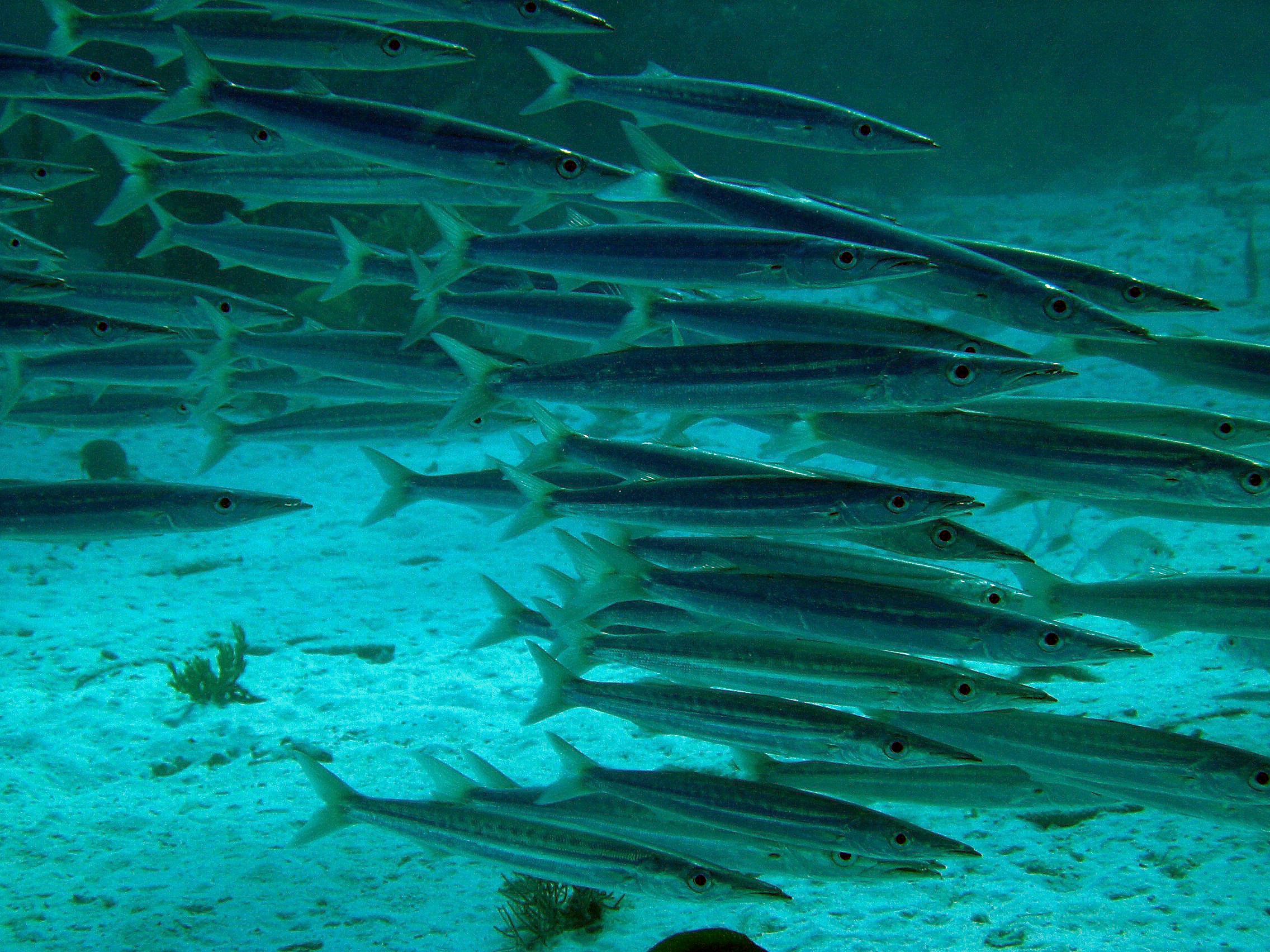 School of Barracuda in Bonaire