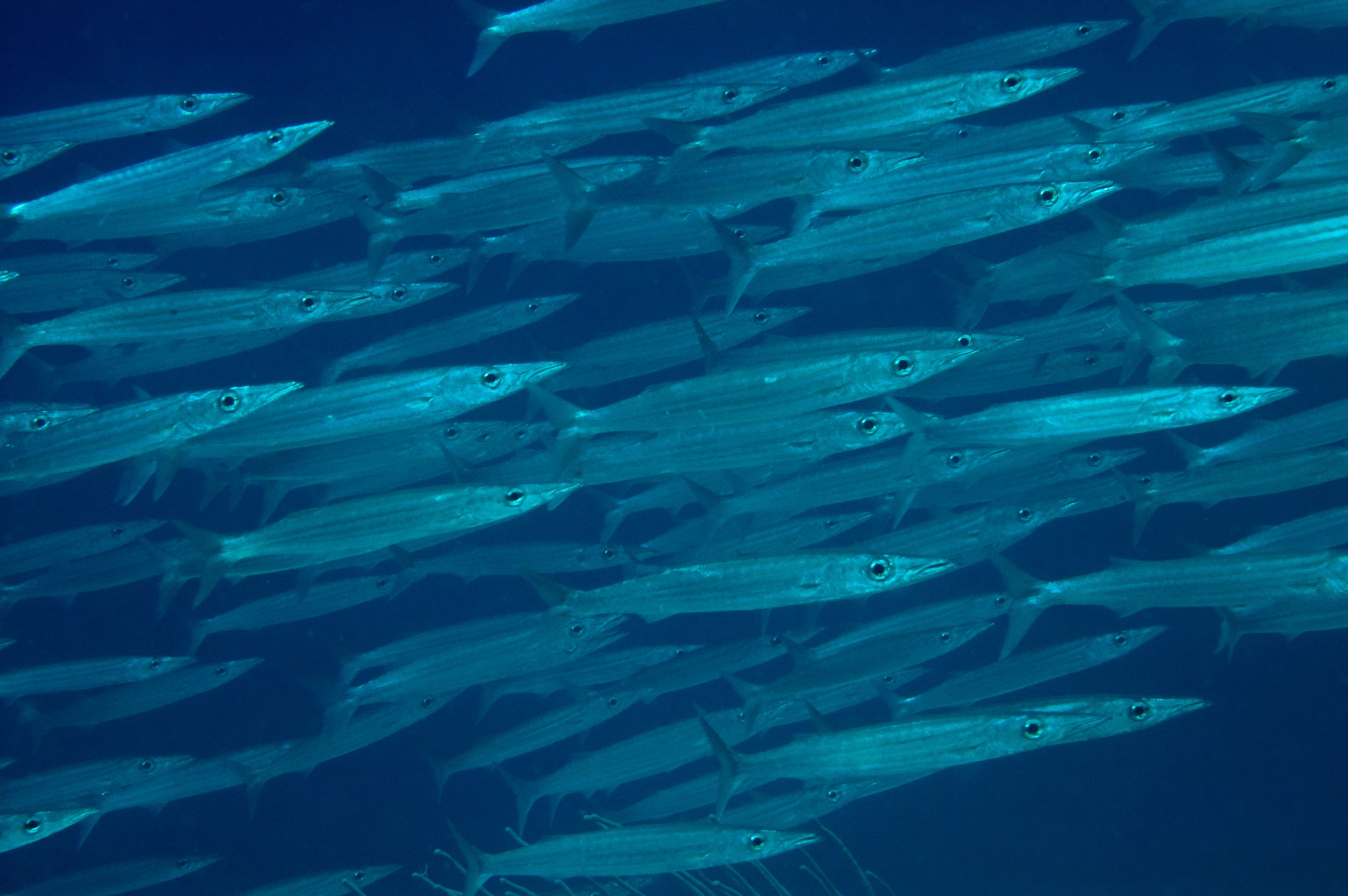 School of Barracuda