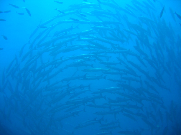 School of Barracuda