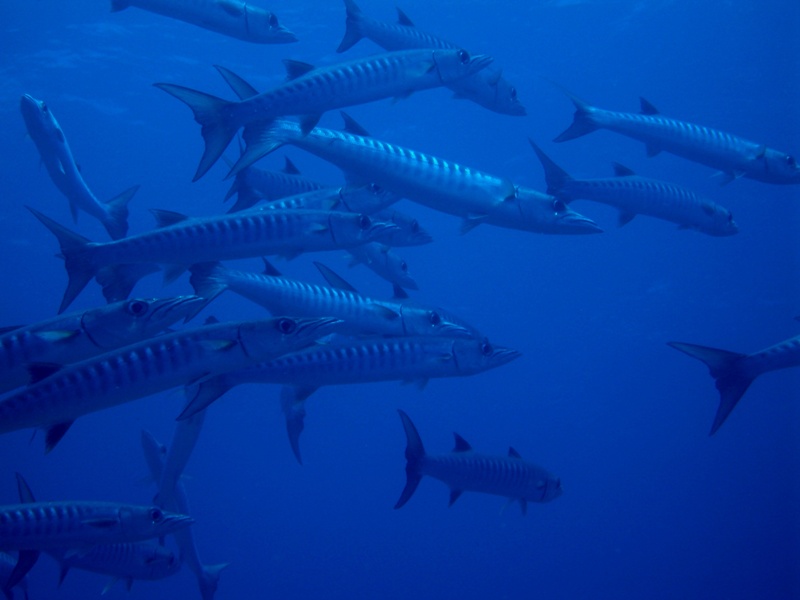 School of Blackfin barracuda