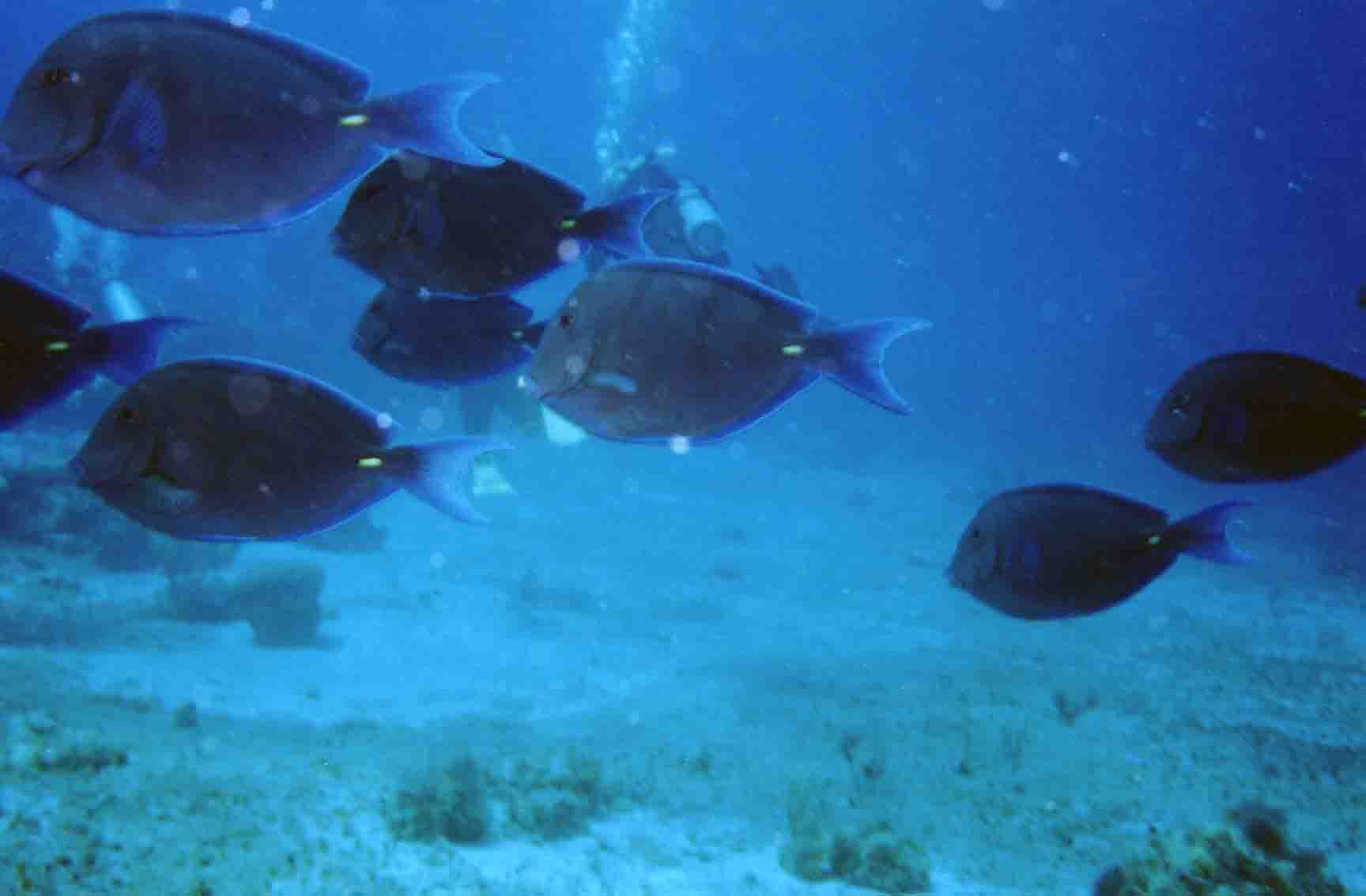 School of Blue Tang