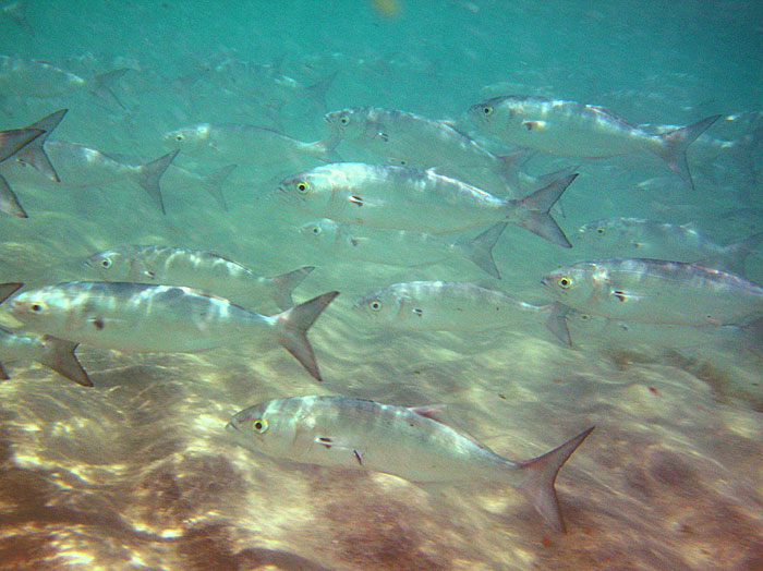 School of Bluefish