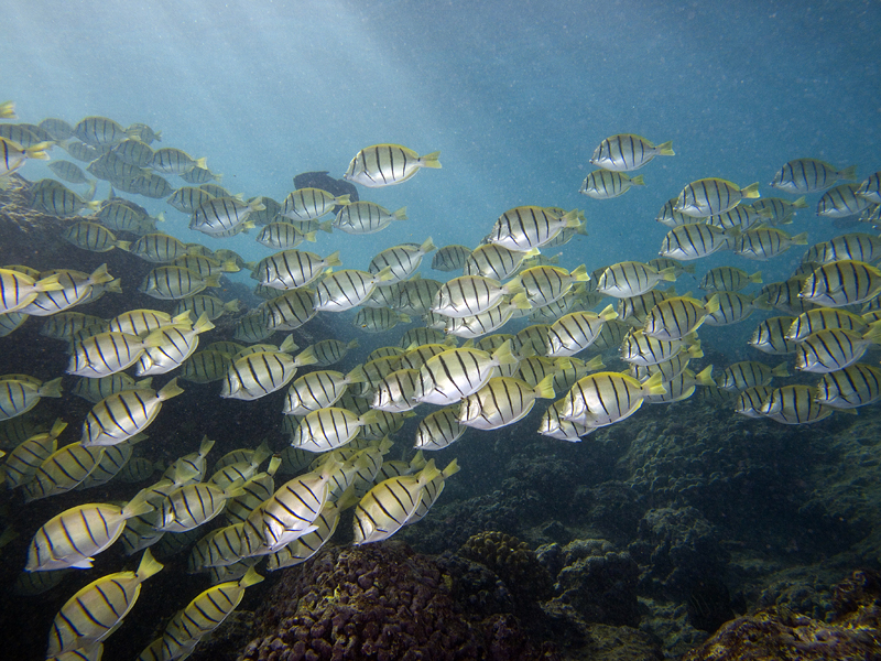 School of Convict Tangs