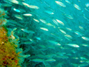 School of Fish at Keshena Wreck