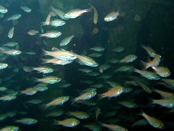 school of fish, Chinsen