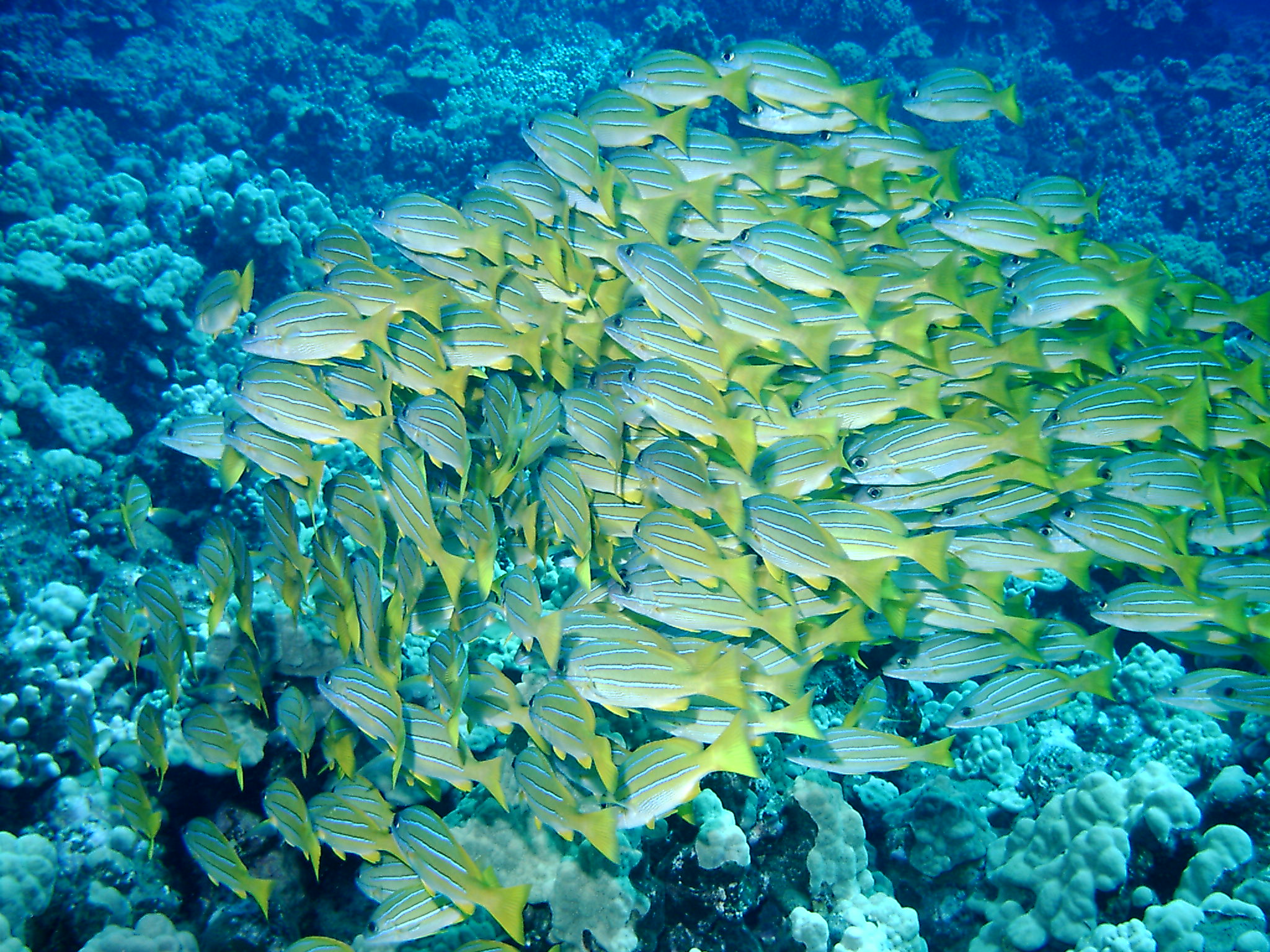 School of Fish