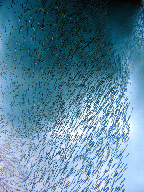 School of Fish