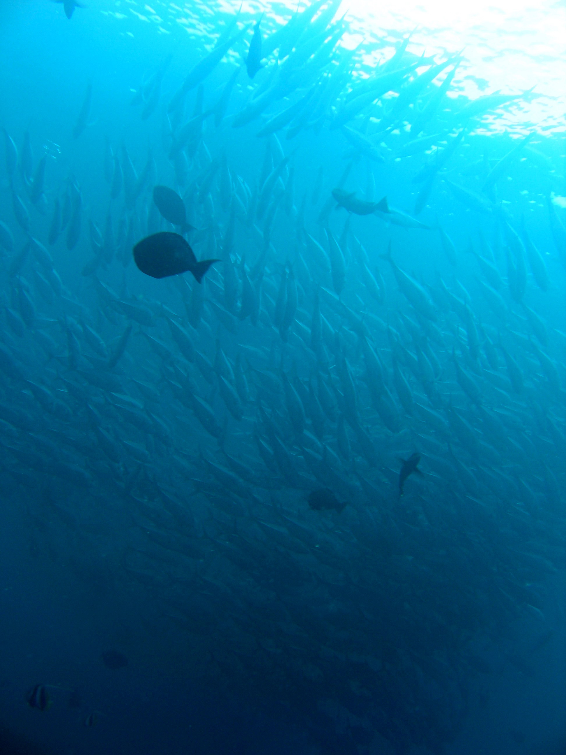 School of fish