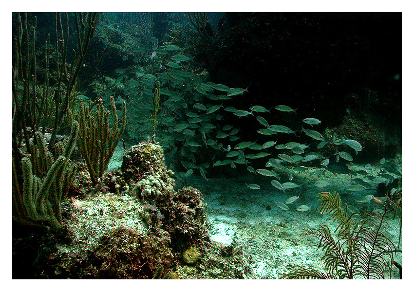 School of fish