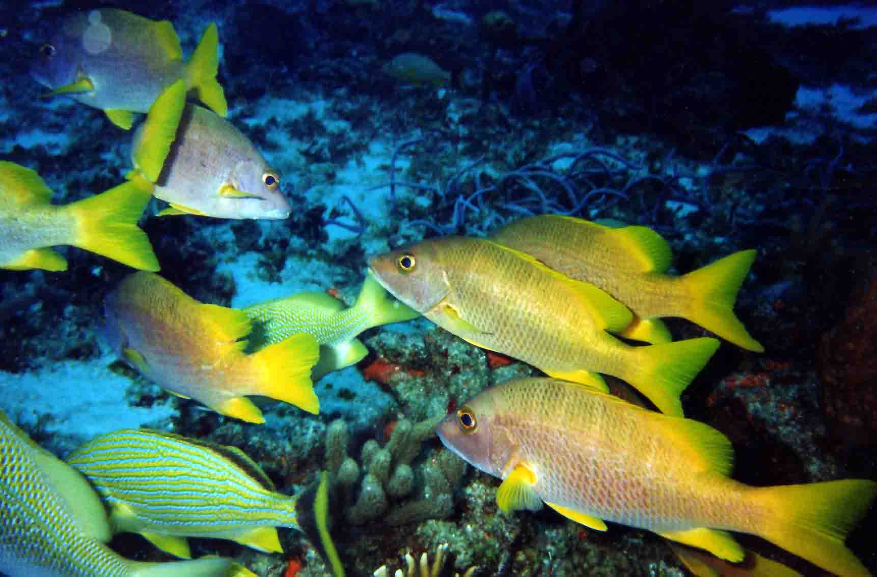 School of Grunt Fish