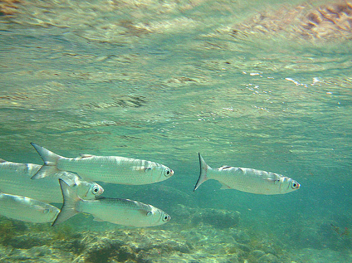 School of Mullet