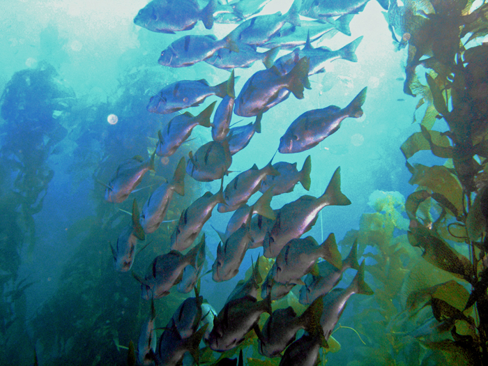 School of Perch in Kelp