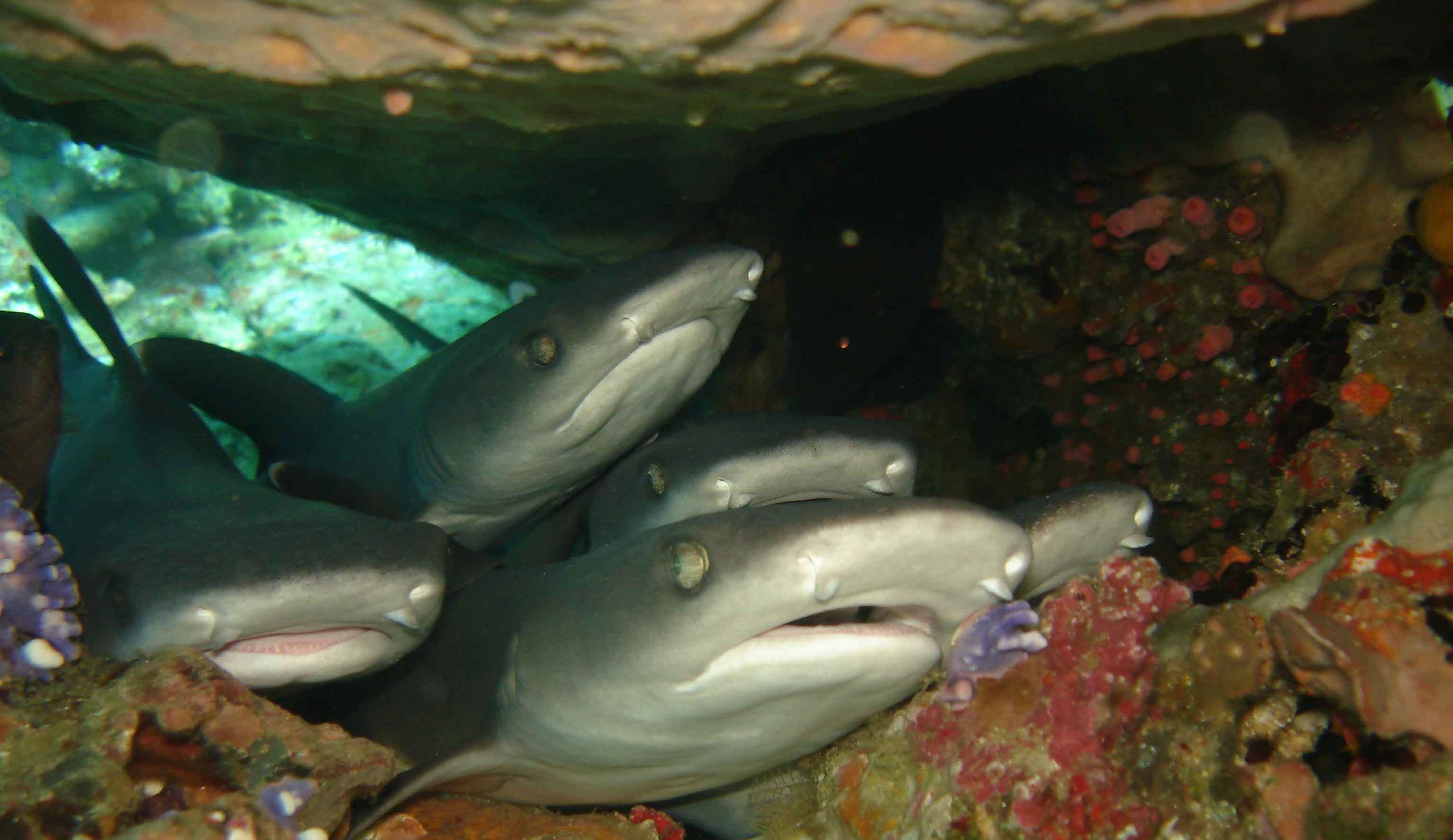 School of white tip reef sharks...(By stefanie lernet)