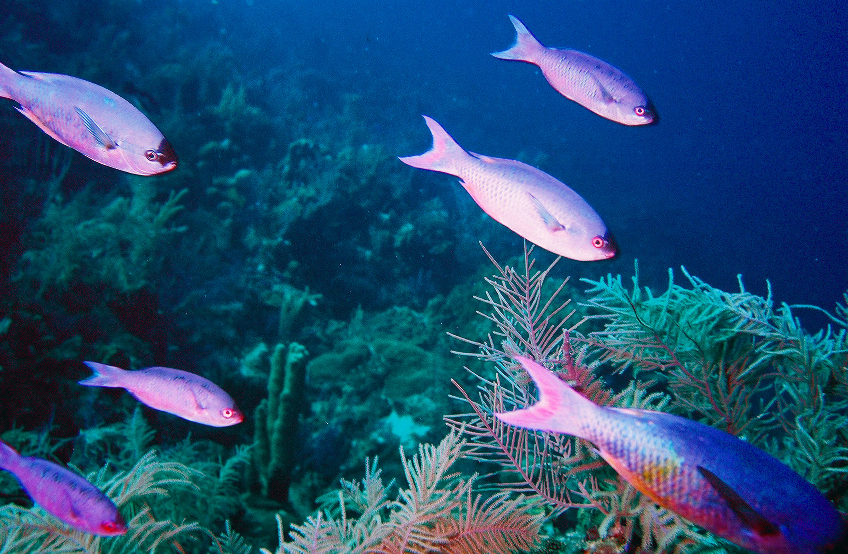 School of Wrasse