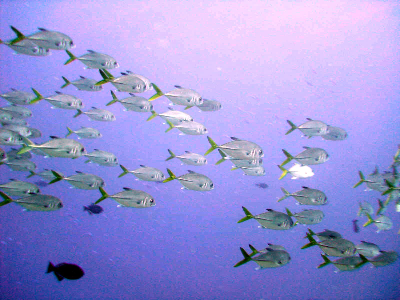 School of yellow tail snapper I think