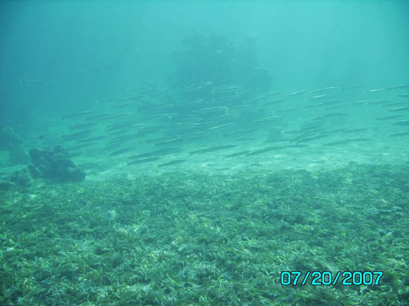 school of yellowtail barracuda