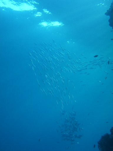 School_of_fusiliers_-_Sharm