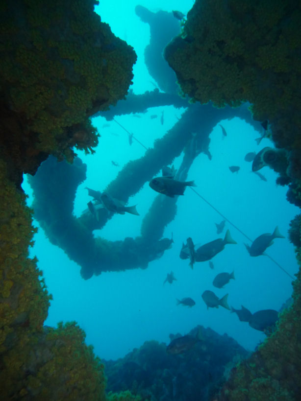 Schooling bullseyes around the Rudder quadrant