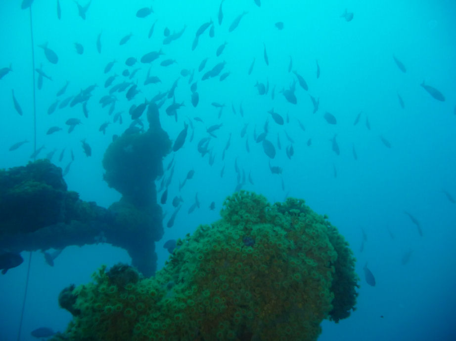 Schooling bullseyes (Pempheris multiradiata) and zoanthids around Coogee