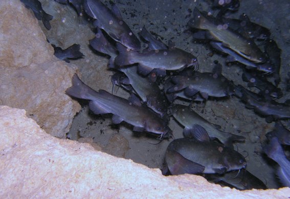 Schooling Catfish