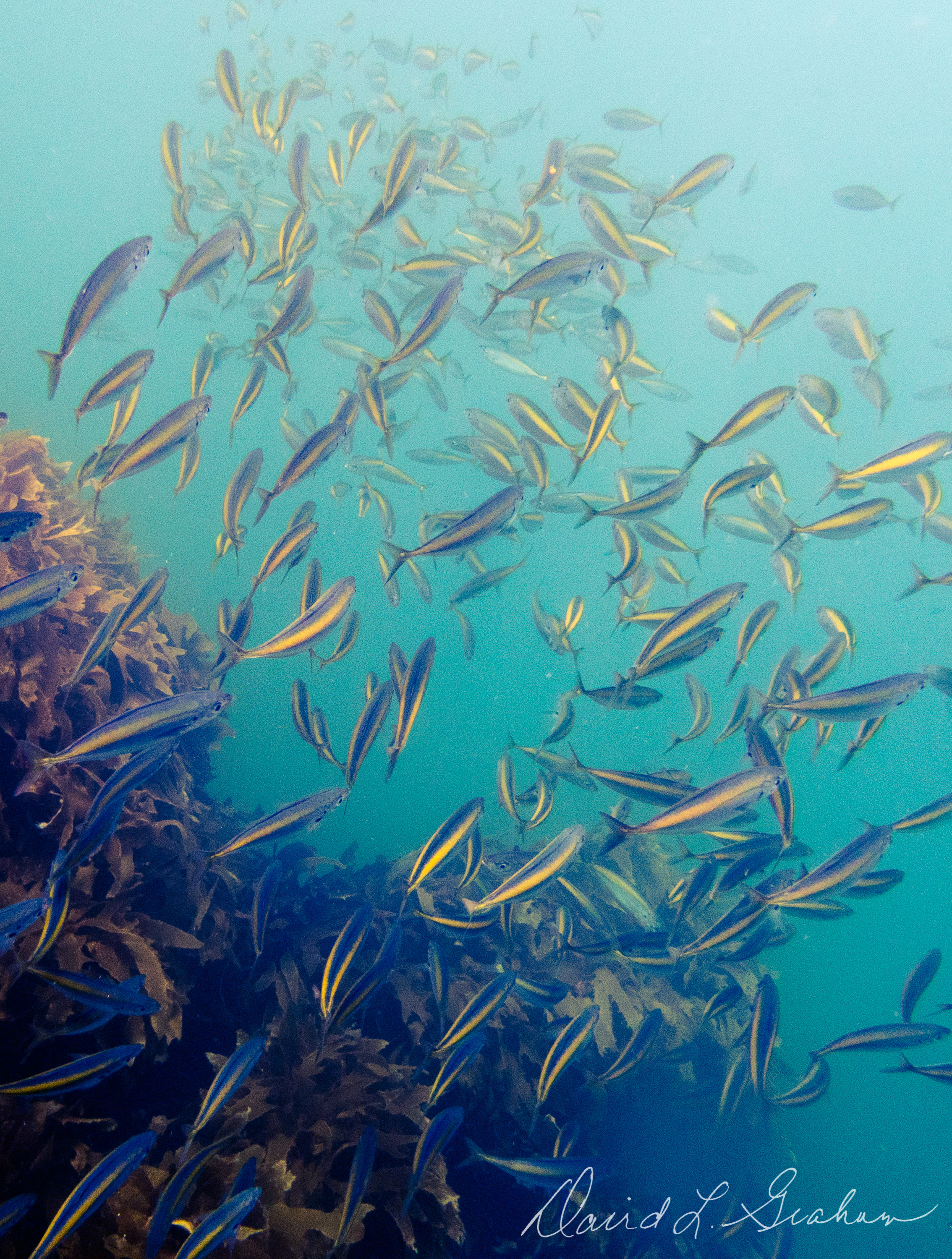 Schooling Fish (1 Of 1)